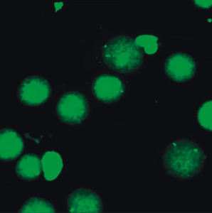 BestScope BS-2044FB <span class=keywords><strong>Microscope</strong></span> biologique binoculaire Fluorescent à éclairage réfléchissant et au mercure - Product Image 3
