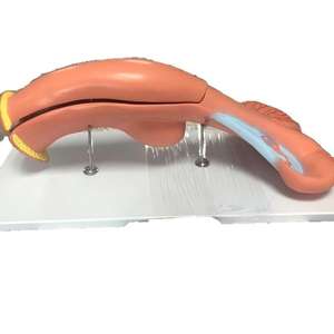 Modèle d'anatomie de l'utérus bovin, aide pédagogique pour la <span class=keywords><strong>formation</strong></span> vétérinaire, destiné à l'éducation médicale animale et à la <span class=keywords><strong>formation</strong></span> pratique en écoles vétérinaires - Product Image 3