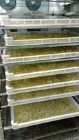 KINKAI Lage Prijs Hoge Efficiëntie Commerciële Dehydrator Fruit- en Groente Droogmachine voor Citroendroogapparatuur