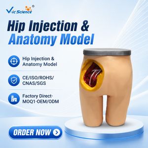 Modelo Avanzado de Inyección Intramuscular en la Cadera con Anatomía Removible para Recursos de Enseñanza de Habilidades de Enfermería, Certificaciones CE, ISO, ROHS, CNAS, SGS, Directo de Fábrica - Product Image 1