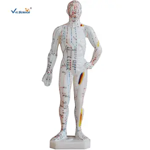 Modelo de anatomia da ciência médica, modelo de 26cm da acupuntura humana para escola ou hospital, modelo de educação