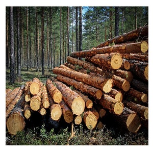 Gỗ Cây Keo Từ Việt Nam - Product Image 3