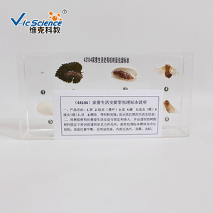 Nuevos especímenes del ciclo de vida del gusano de la seda en resina; muestras de animales y plantas en resina orgánica; escuela primaria y secundaria - Product Image 1