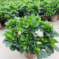 Natürliche Lebende Gardenia Jasminoides für Esstisch Wohnzimmer Heimdekoration Echte Blumen Kap-Jasmin Gartenbaupflanze Großhandel