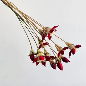 2023 INS stile all'ingrosso essiccato Honggui <span class=keywords><strong>Ren</strong></span> per la casa/decorazione domestica conservata Honggui <span class=keywords><strong>Ren</strong></span> - Product Image 2