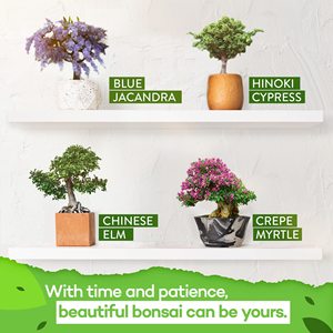 Wholesale 4 Variety Real Bonsai Tree Growing <strong>Kids</strong> <strong>Garden</strong> Kit Japanese Bonsai Starter <strong>Tool</strong> <strong>Set</strong>