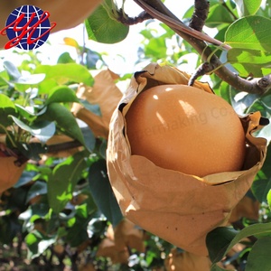 Doble capa <span class=keywords><strong>a</strong></span> prueba de agua de frutas protección de bolsas para pera cultivando - Product Image 1