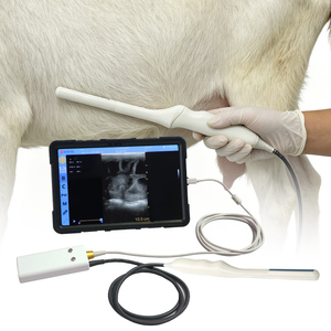 Ecógrafo Rectal para Ovejas BLUEWORTH ECI-X6Y |   Detector de <span class=keywords><strong>Embarazo</strong></span> Temprano para Ovejas, Portátil, 6.5MHz, Modo B, para Ganado - Product Image 2