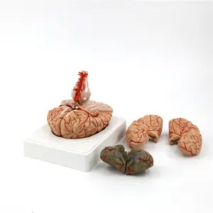 Hot Sale Medical Science Anatomical Human Brain Model With Arteries 9 Parts Educational Pvc Brain Model