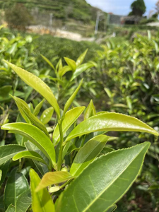 Thé chinois poétique Dahongpao Oolong Phoenix Dancong Da <span class=keywords><strong>Wu</strong></span> Ye thé amincissant en feuilles dans un emballage en boîte - Product Image 2