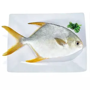 Fish Frozen Golden Pomfret Whole Round 300-400