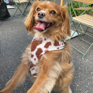 ชุดสายจูงและสายจูงสุนัขขนแกะเท็ดดี้แบบไม่ต้องดึงปรับได้ - Product Image 6