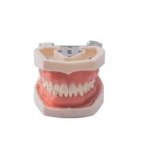 Modelo de práctica de enseñanza Dental extraíble