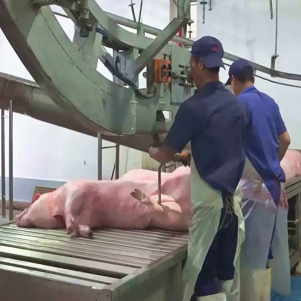 Chaîne d'abattage de cochon, nouveauté, équipement d'abattoir à queue de poisson, avec scie à ruban