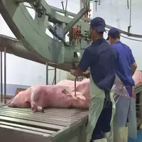 Neue Schwein Schlachtung Linie für Schweine Schlachthof Ausrüstung mit Hog Steigen Band Sah