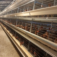 Dimension de type H pour cage de poulet 100000 cages de batterie de cage de poulet pliables pour couche de poulet de volaille avec du fumier