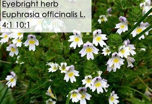 Bubuk Eyebright kualitas tinggi/ekstrak Eyebright/eufrasia <span class=keywords><strong>officinalis</strong></span> <span class=keywords><strong>L</strong></span>. 4:1 10:1 - Product Image 2