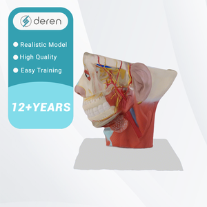 Modelo de Anatomía Neurovascular de Cabeza y Cuello a Tamaño Real, Modelo de Cráneo con Venas Dilatadas y Mandíbula para Entrenamiento en Cirugía Plástica - Product Image 4