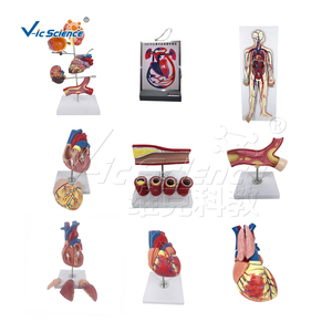 Tıbbi Bilim Ekipmanları Eğitimi Anatomik İnsan Kalp Modeli, Kalp Modeli Öğretimi için Doğumdan Beri Kalp Hastağlığı Modelleri - Product Image 4
