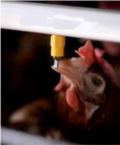 Yeni kümes hayvancılığı 3/4 katlı otomatik a tipi pil tavuk yumurtlama kafesi sıcak daldırma galvanizli 1 yıl garanti - Product Image 3