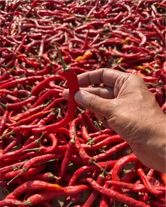 Chile Rojo Picante y Atrevido de Alta Demanda para Restaurantes y Cocinas Caseras, Especias para Moler y Mejorar el Sabor de la India - Product Image 4