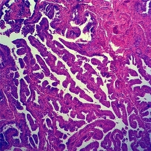 100% 工場カスタムガラススライド人間組織学を使用して作成された生体医学研究用顕微鏡スライド - Product Image 6