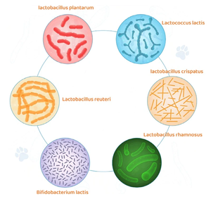 Échantillon gratuit de fournitures de fibres alimentaires et soutien de la santé intestinale Soins de santé et suppléments pour animaux de compagnie pour chiens et chats - Product Image 3