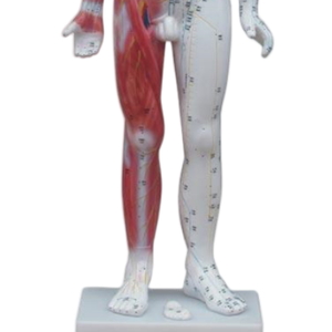 แบบจำลองการฝังเข็ม ADA ADA-501A/ADA-502 รุ่นดีลักซ์ สำหรับนักศึกษา ขนาด 178 ซม. ทำจากทองแดง และ 84 ซม. ผลิตในเซี่ยงไฮ้ สำหรับการฝึกอบรม - Product Image 6