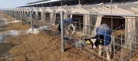 Vente directe usine : Nouvelle niche pour veau à usage domestique, équipement d'élevage pour ferme bovine, pour l'élevage de veaux en bergerie, pour garder les veaux au chaud
