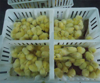 Cages de transport robustes pour poulets de chair, boîtes de retournement pour volailles, cages de transport en plastique épaissi pour canetons, oisillons et poussins vivants