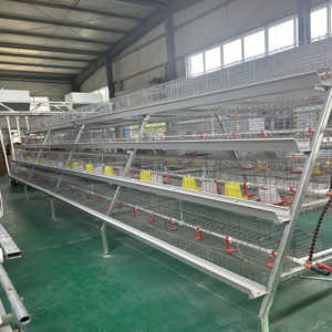 <span class=keywords><strong>Cage</strong></span> à poules pondeuses de type A, cages pour poules pondeuses, <span class=keywords><strong>cage</strong></span> à poules pondeuses en acier galvanisé à chaud semi-automatique pour 100 à 500 oiseaux - Product Image 5