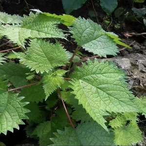 Feuilles d'<span class=keywords><strong>Ortie</strong></span> Naturelles, Plantes Médicinales Chinoises Qianma Ye - Product Image 6