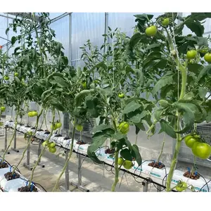 Plante commerciale hydroponique fraise UPVC système de gouttière sacs de culture pour cultiver des fraises/tomates/concombres à effet de serre