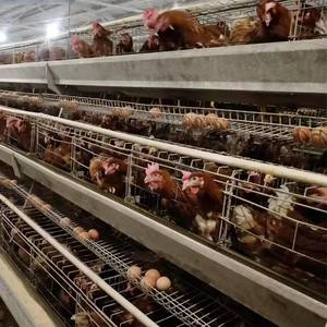 Cage à poules automatique de <span class=keywords><strong>type</strong></span> <span class=keywords><strong>A</strong></span> en acier galvanisé à chaud durable pour l'élevage avicole - Product Image 6