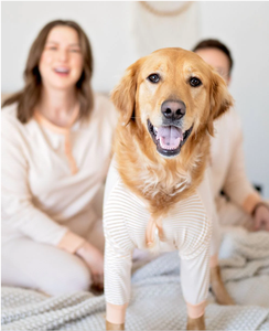 Qiqu Pet Supplies Custom New Designer abbigliamento felpe con cappuccio in cotone abbinate umane Best Friend Dogs Gift for Italian greyhound whippet - Product Image 3