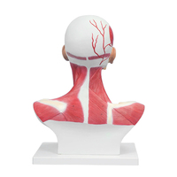 Modèle anatomique grandeur nature de la tête humaine, du col de l'utérus et des muscles pectoraux, modèle de distribution des muscles, démonstration pédagogique médicale