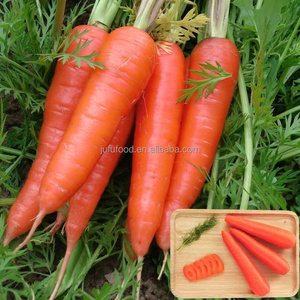Carottes fraîches biologiques <span class=keywords><strong>de</strong></span> l'usine <span class=keywords><strong>de</strong></span> Chine fabricant utilisé pour <span class=keywords><strong>la</strong></span> <span class=keywords><strong>culture</strong></span> des aliments - Product Image 4