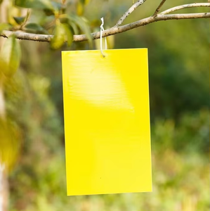 Trampa Adhesiva para Moscas de la Fruta de Doble Cara, Amarilla/Azul, Marca <span class=keywords><strong>JN</strong></span>, Modelo JN2557, Suministro de Fábrica, Duración de 1 Año para Interiores - Product Image 3