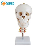 Modèle de crâne médical anatomie humaine tête de crâne modèle de corps Life sze modèle de crâne humain avec 7 os de colonne cervicale