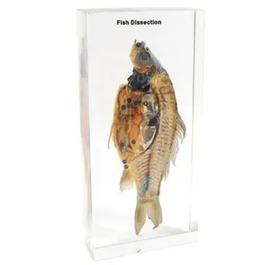 Fish Dissection Embedded Polyresin Specimens Teaching Model