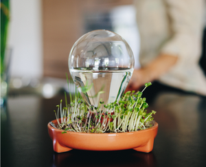 Plato de <span class=keywords><strong>brotes</strong></span>, bandeja, kit de germinación de semillas crece microverduras frescas sin tierra en casa - Product Image 6