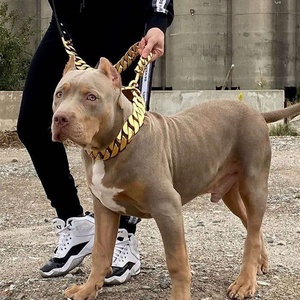 Guinzaglio per Cani di Lusso in Pelle con Catena Cubana in Acciaio Inox Dorato, Personalizzabile con Logo - Product Image 1