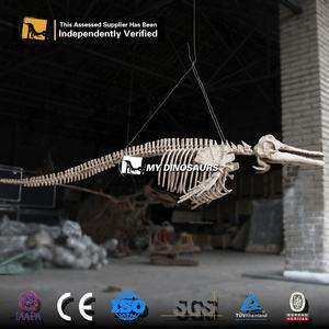 MyDino Dophin Squelette pour le parc aquatique - Product Image 5
