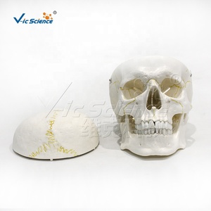 Modelo de <span class=keywords><strong>Cráneo</strong></span> Desmontable para Adultos, Modelo de Anatomía Ósea de PVC para Entrenamiento Educativo en Hospitales - Product Image 4