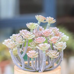 Nhân tạo trong nhà/ngoài trời thân thiện với môi nhựa mini chậu hoa với mọng nước & cỏ tùy chỉnh màu <span class=keywords><strong>s</strong></span>ắc - Product Image 2