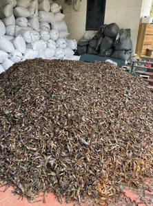 Vers de terre séchés de qualité alimentaire de haute qualité en provenance du Vietnam traitement brut pour usage alimentaire offre d'exportation à chaud - Product Image 6