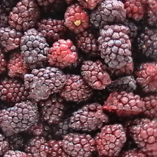 Frozen Berries IQF Fresh Blackberry Fruits