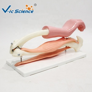 Modèle anatomique <span class=keywords><strong>du</strong></span> coude pour l'orthopédie, la <span class=keywords><strong>médecine</strong></span> sportive et l'enseignement de la myologie humaine CE/ISO/ROHS/CNAS - Product Image 3