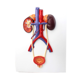 Modèle anatomique humain de la vésicule urétique du rein et de l'uythre - Product Image 1