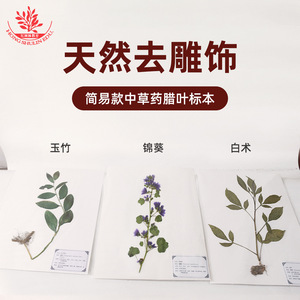 Chinese herbal specimens for study, including frameless, simply bound editions of herbarium <b>leaves</b>, which can be framed by the - Product Image 2